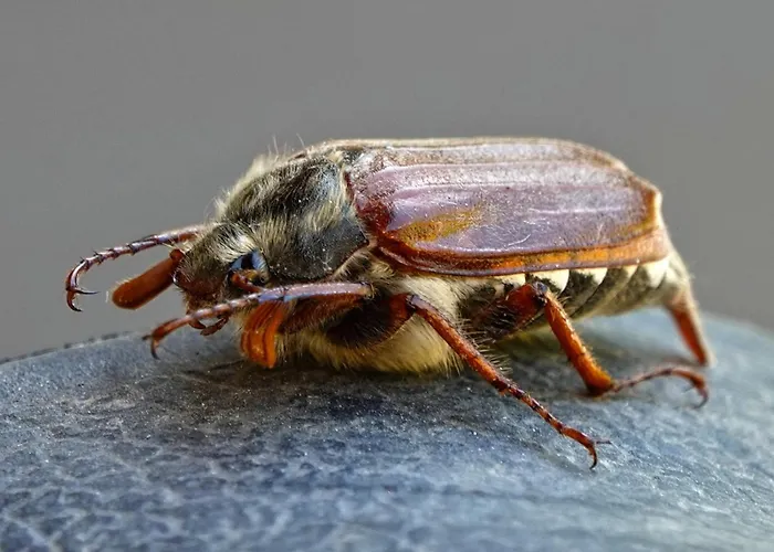 Um Burebierg 35m2 Appartement Buschrodt