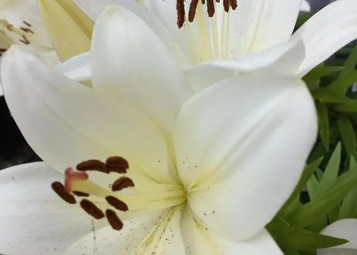 Um Burebierg 35m2 Apartament